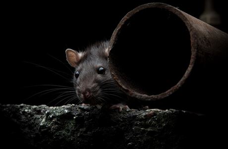 Co je hantavirus, jaké má příznaky a kde nejvíc hrozí v Česku