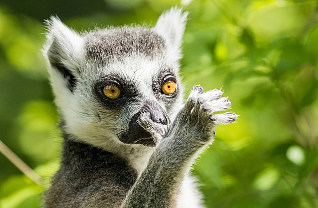 Uprchlého lemura chytili, když se ládoval třešněmi. Opatření zoo dalšímu útěku zabrání
